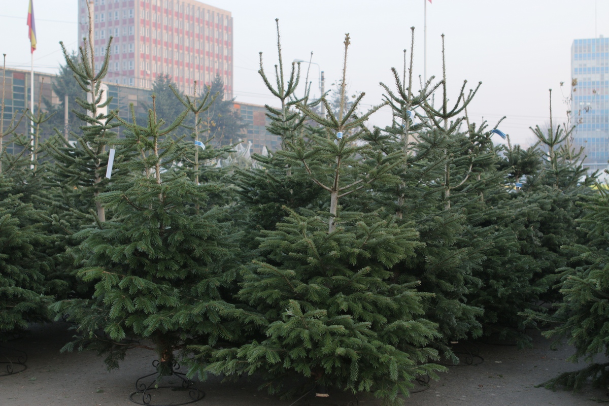 Brazii se vand ca painea calda in aceasta perioada