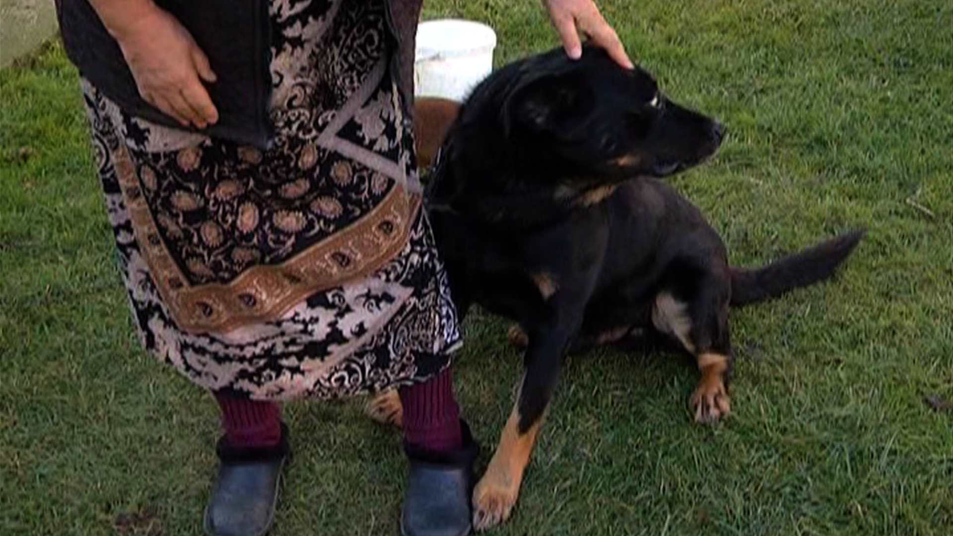 Familia Mariei Vlas este compusa din 3 caini