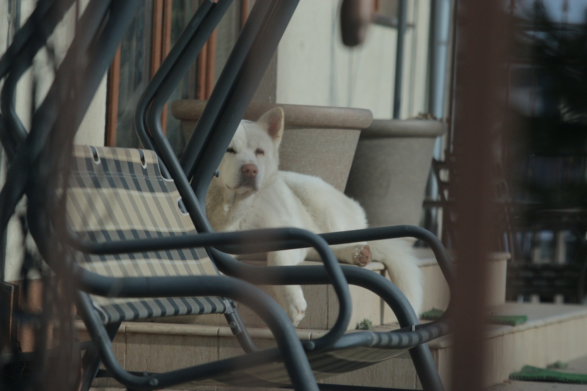 Nici cainii nu aveau chef sa latre