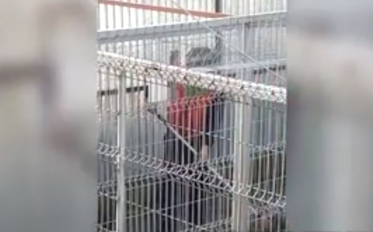 Cainii au fost maltratati de angajatii adapostului