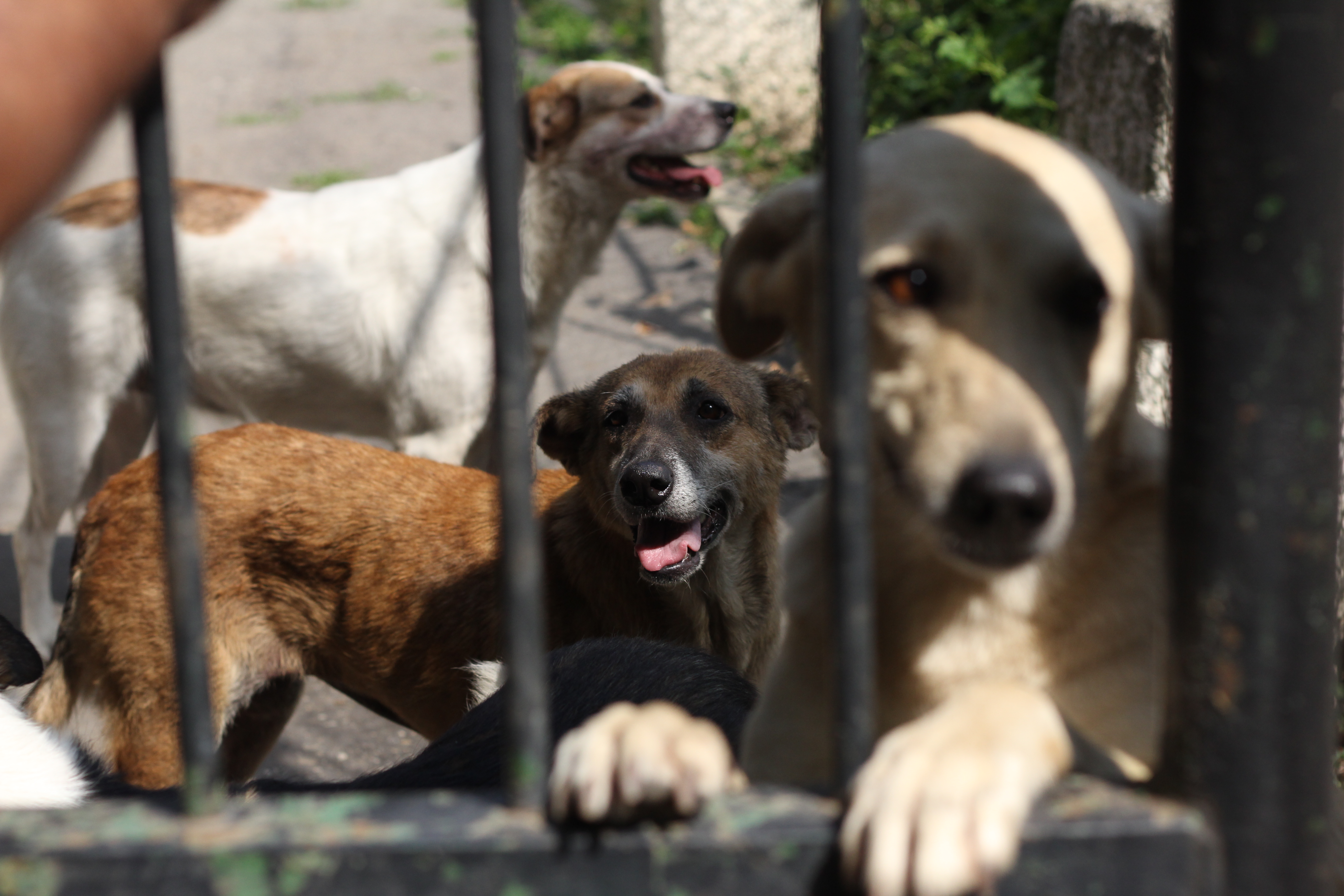 Cainii ucigasi se aflau pe un teren de langa parcul Lacul Tei
