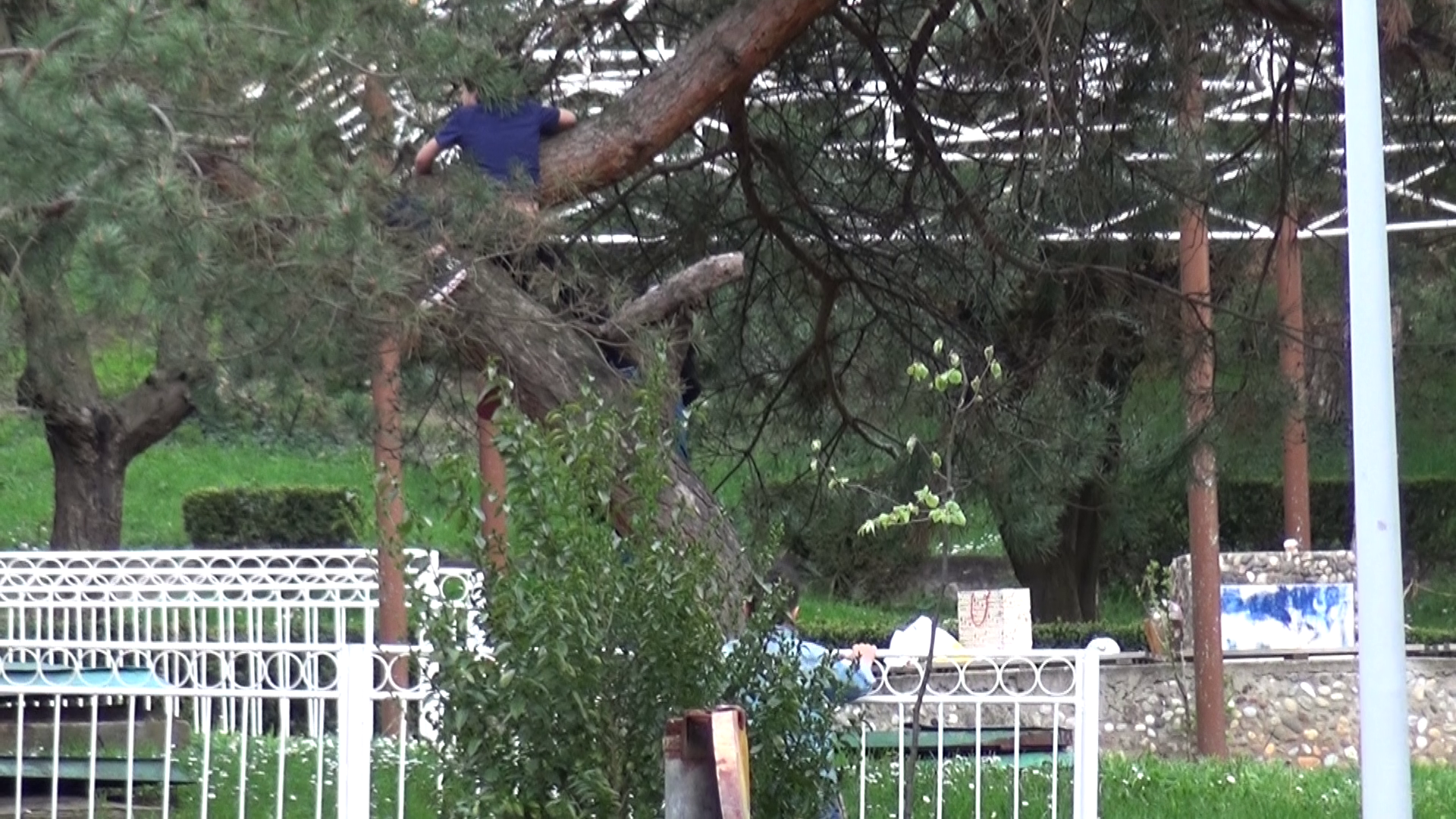 Copilul a stat in copac cateva minute bune