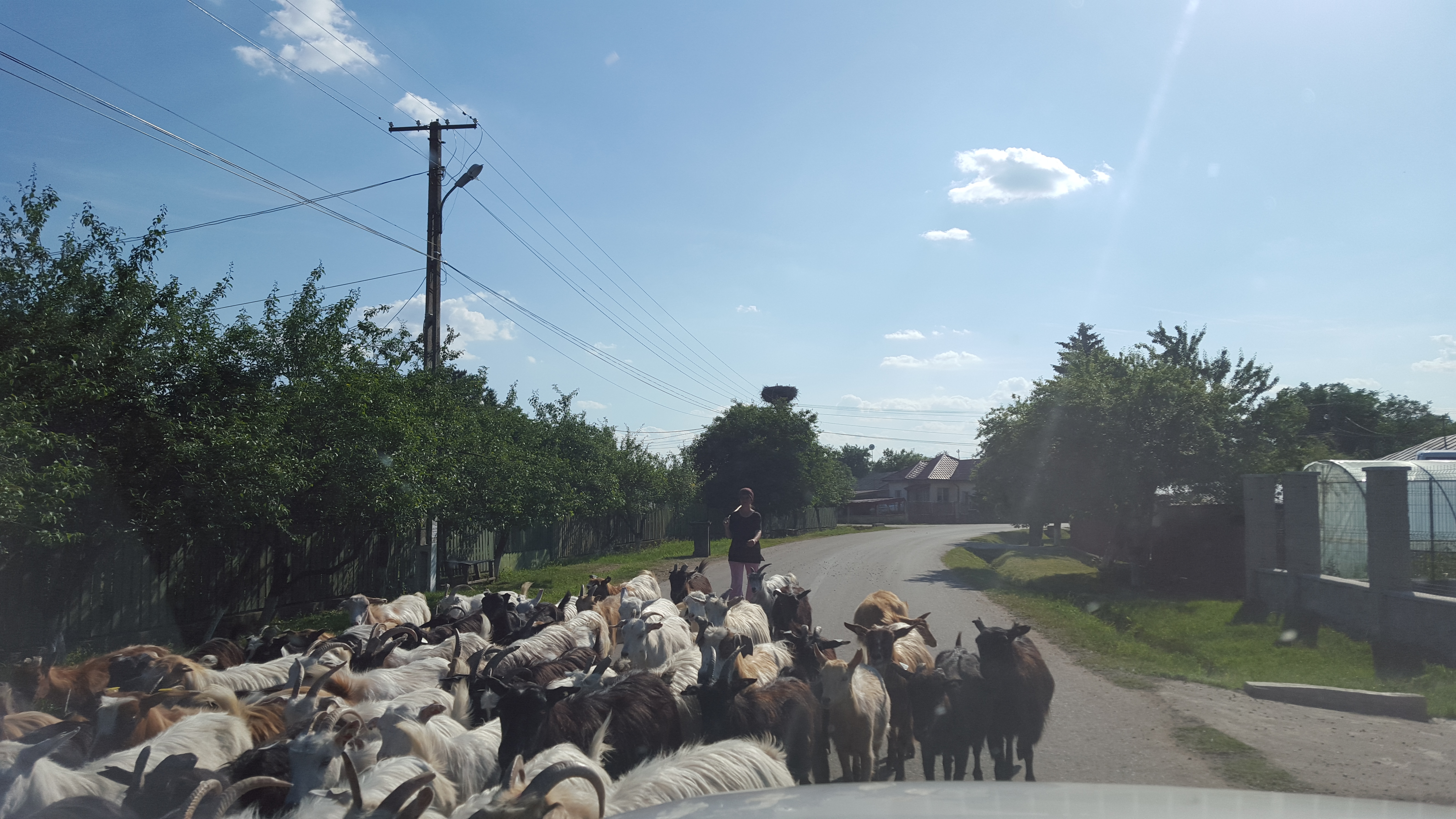 In drum spre Ferma Vedetelor