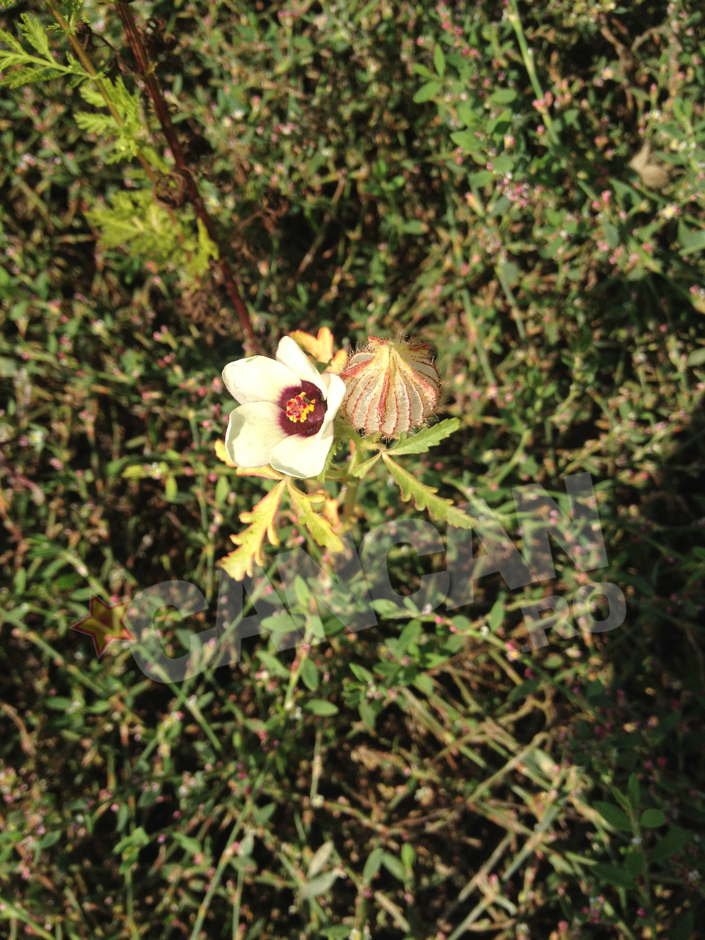 delta bucurestii noi