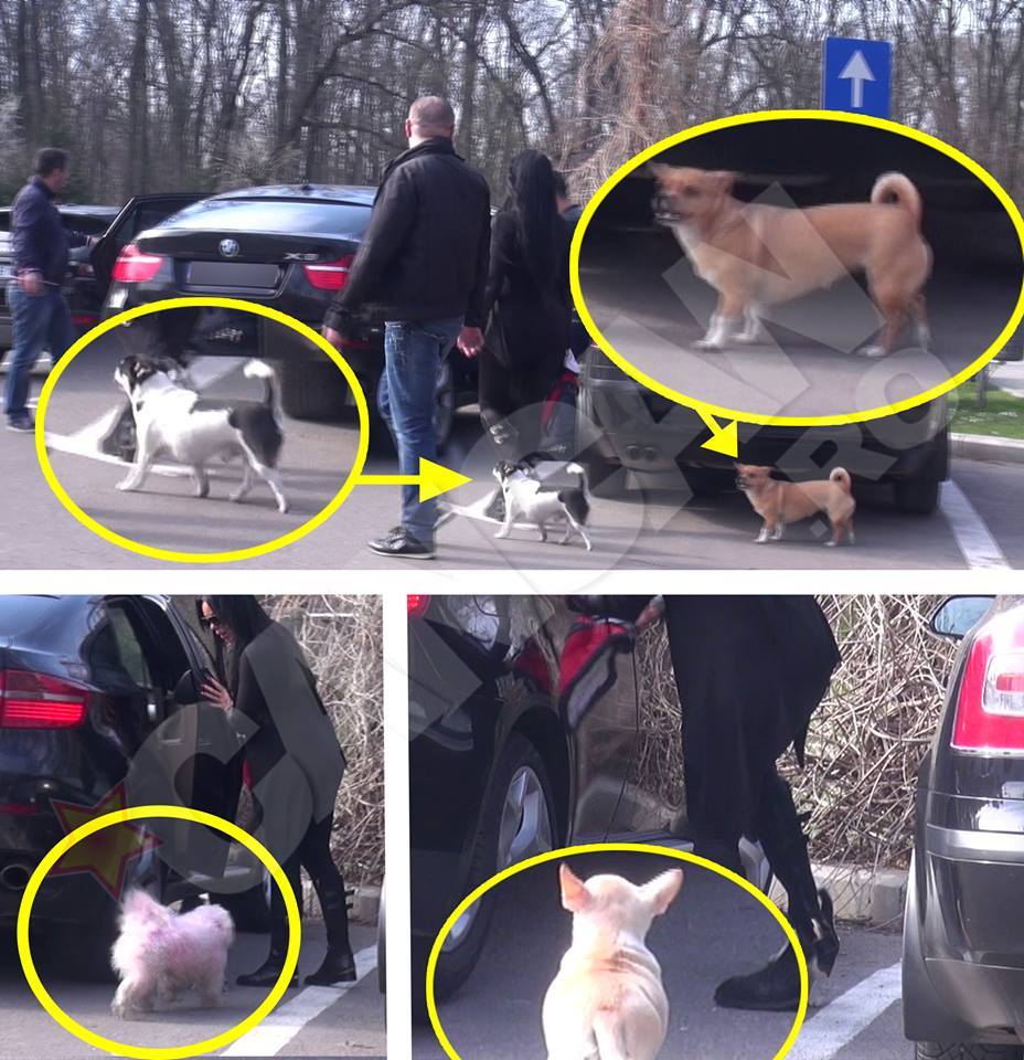 Dana Criminala are mare grijă de micile patrupede şi le urcă-n maşină