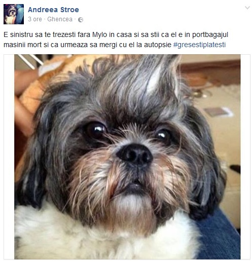 Mesajul postat de Andreea Store pe Facebook