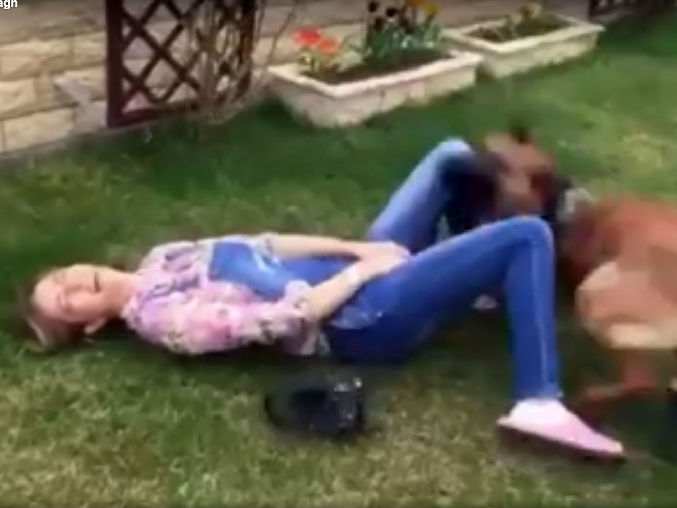 Mama Iuliei a fost dovedită de Alma, câinele-lup