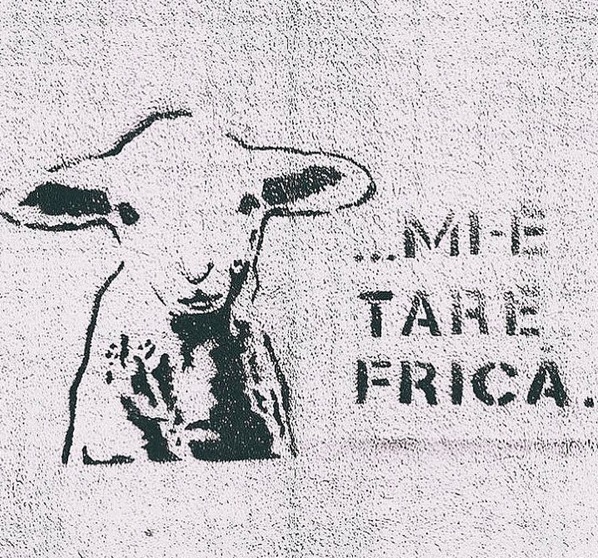 Speak şi Laura Giurcanu nu sunt de acord cu tăierea mieilor de Paşte.