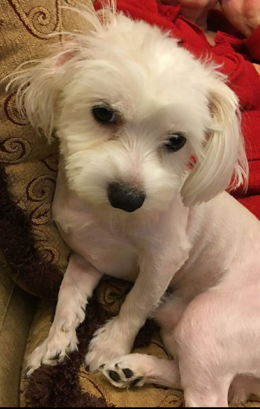 Adriana Bahmuţeanu şi copiii ei sunt distruşi că Bursy a dispărut