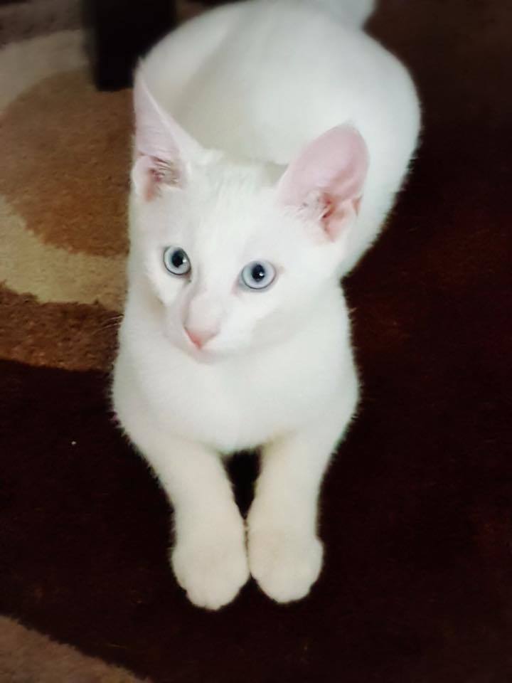 Acesta este piscul căruia Oana Lis vrea să-i găsească o familie