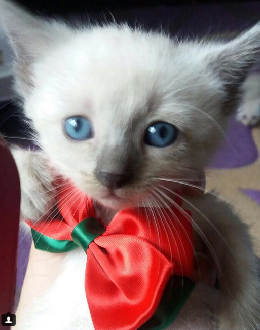 Noul motan al Oanei Zavoranu.