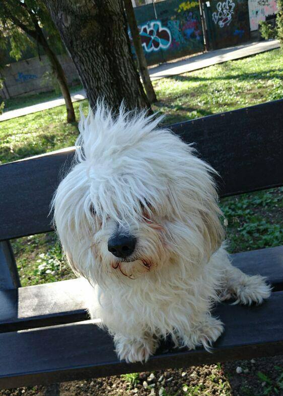 Căţelul Mioarei Roman s-a pierdut.