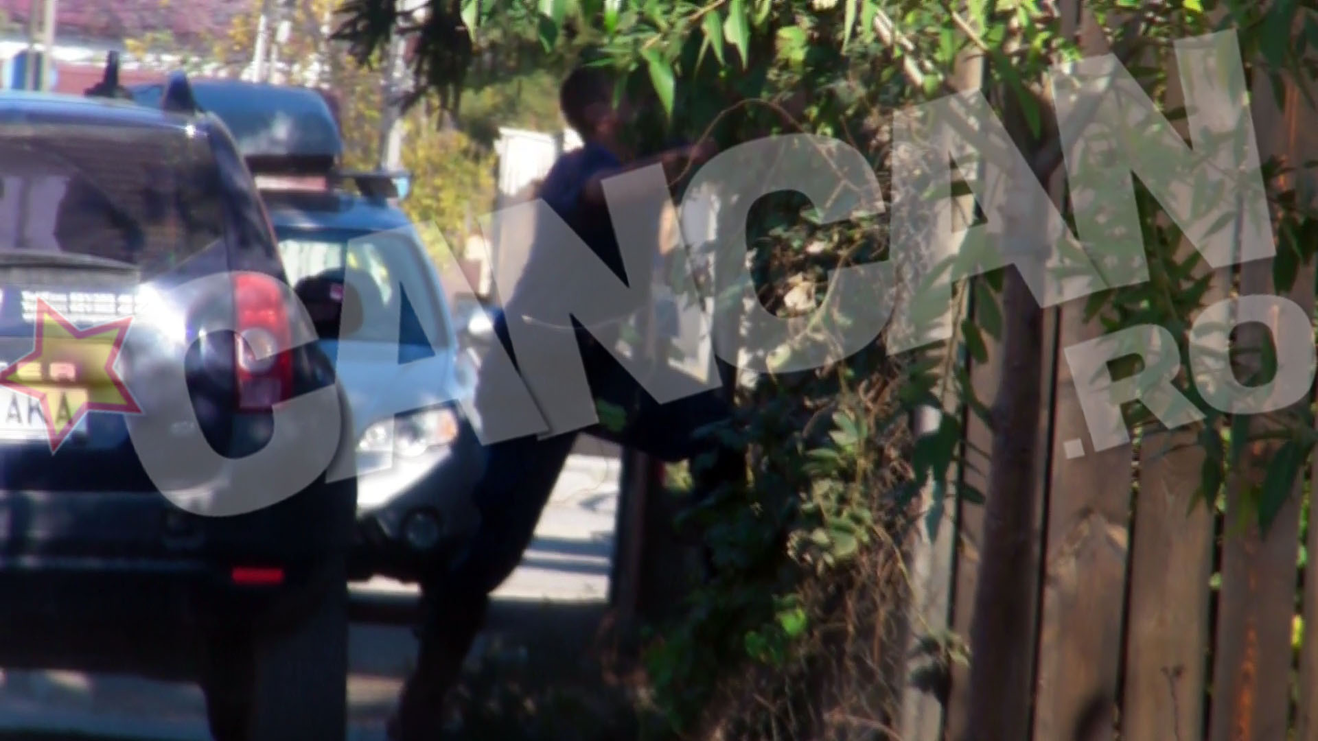 Ca sa fie sigur ca aduna mai multe gutui, s-a cocotat pe gard