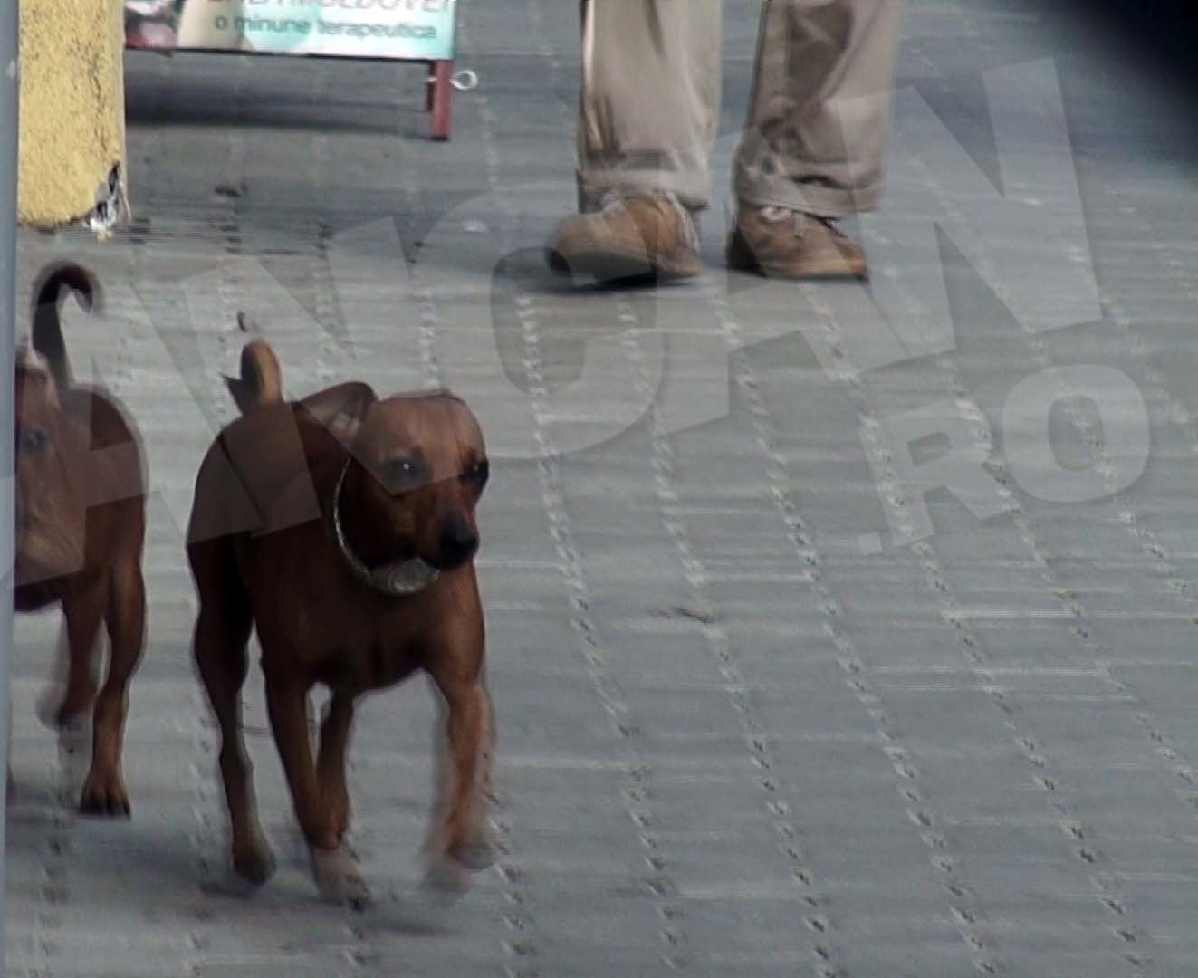 Cainele s-a plimbat mandru prin oras cu accesoriul sau lucios