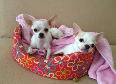 Isabell si Lisa aveau fiecare cate un catel din aceeasi rasa