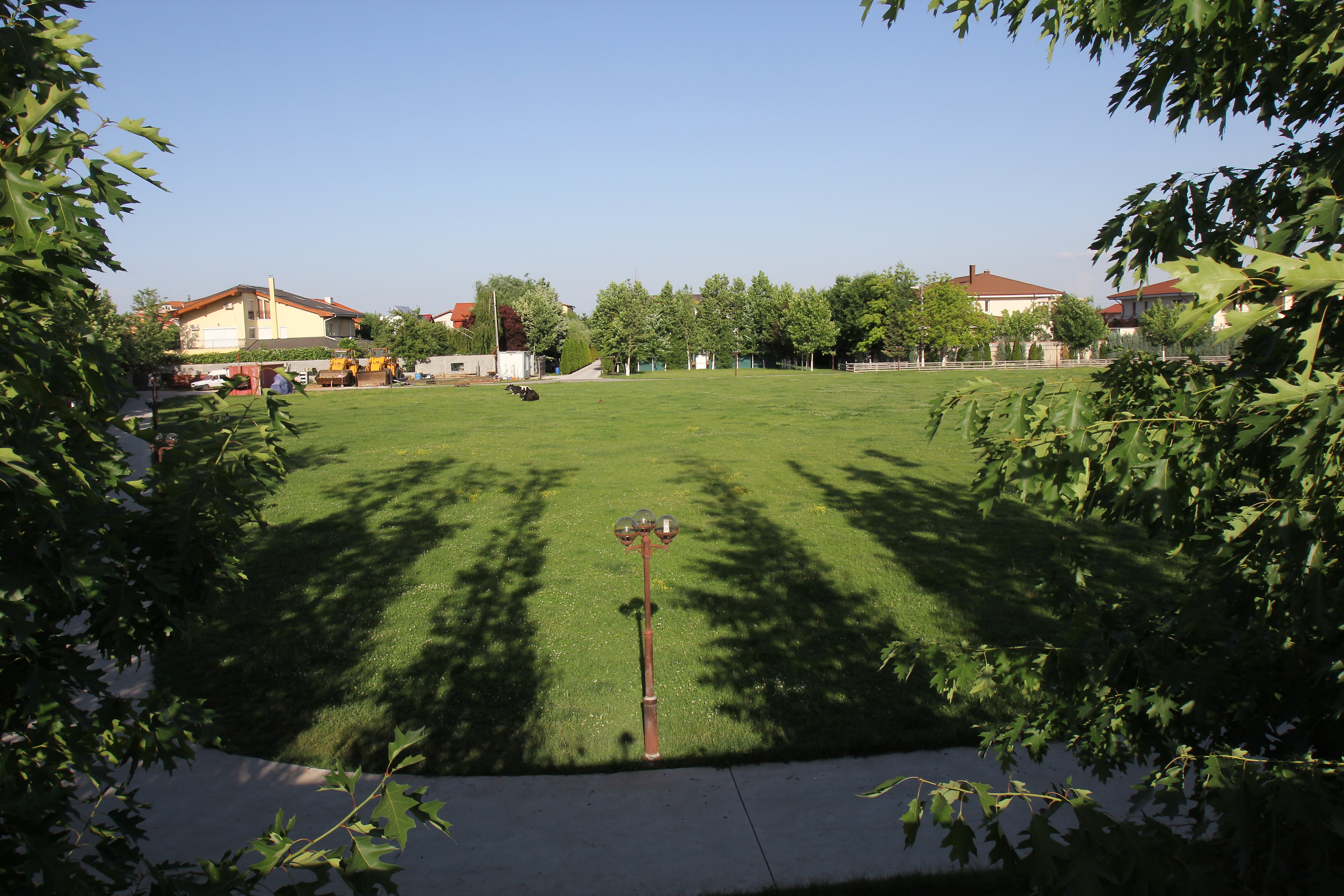 Doar vacile lui Gigi Becali stateau linistite pe proprietatea latifundiarului