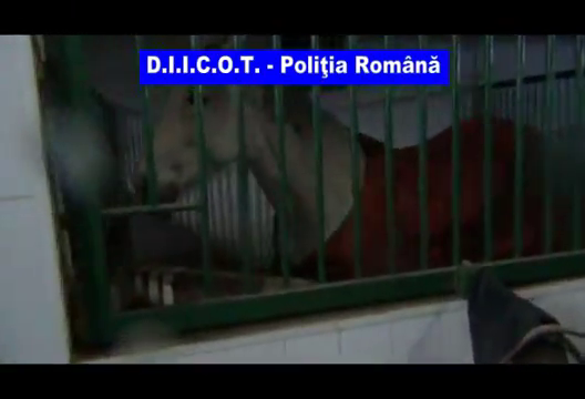 Nutu detine un pursange identic cu cel al printului Max al Habtoor