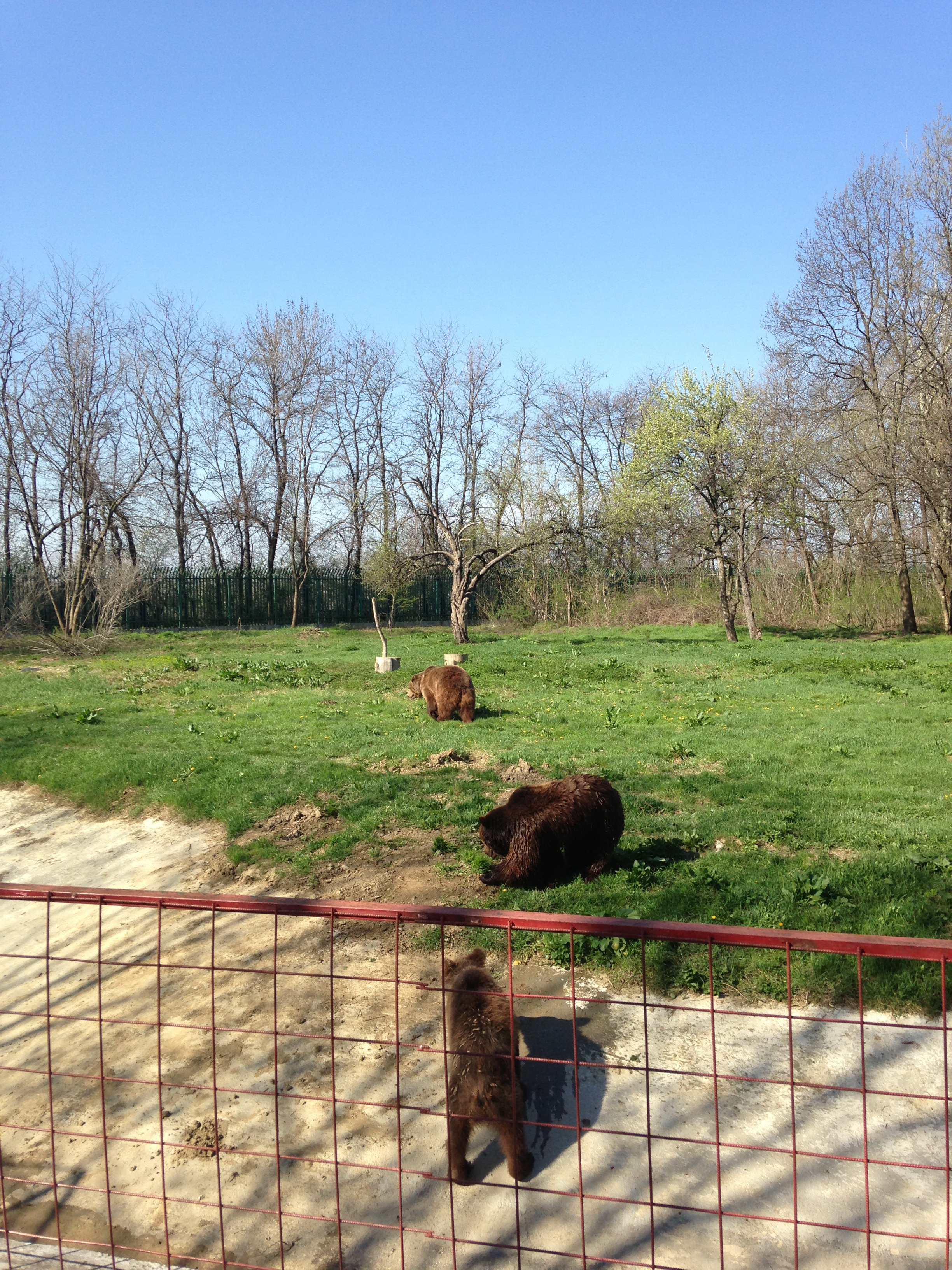 Baloo alaturi de cele doua ursoaice de la Zoo Ploiesti