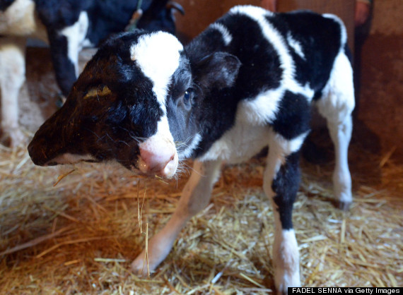 Vitel cu doua capete - 2