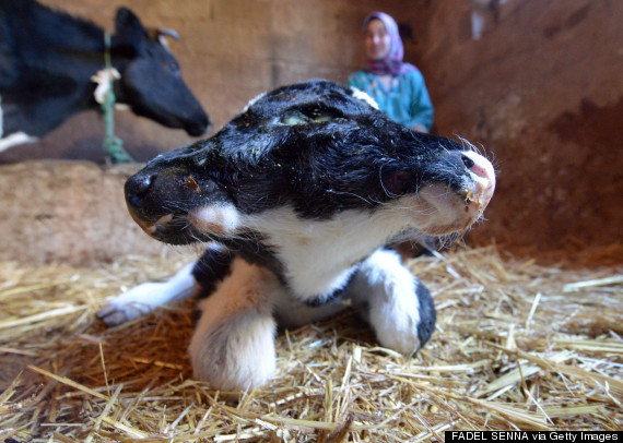 Vitel cu doua capete - 3