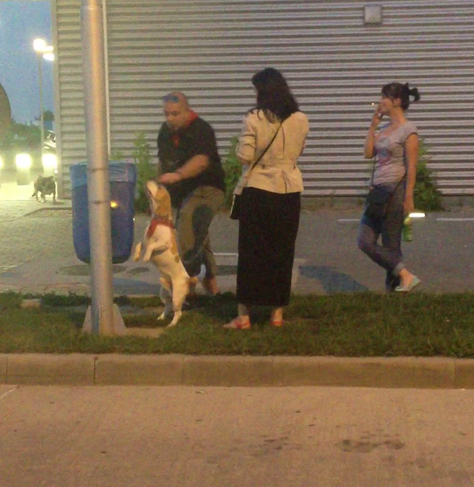 Curios, catelul Andreei se ridica sa vada ce este in cosul de gunoi