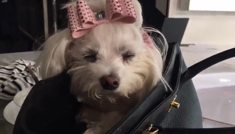 Bianca Drăguşanu îşi poartă căţeluşa în geantă