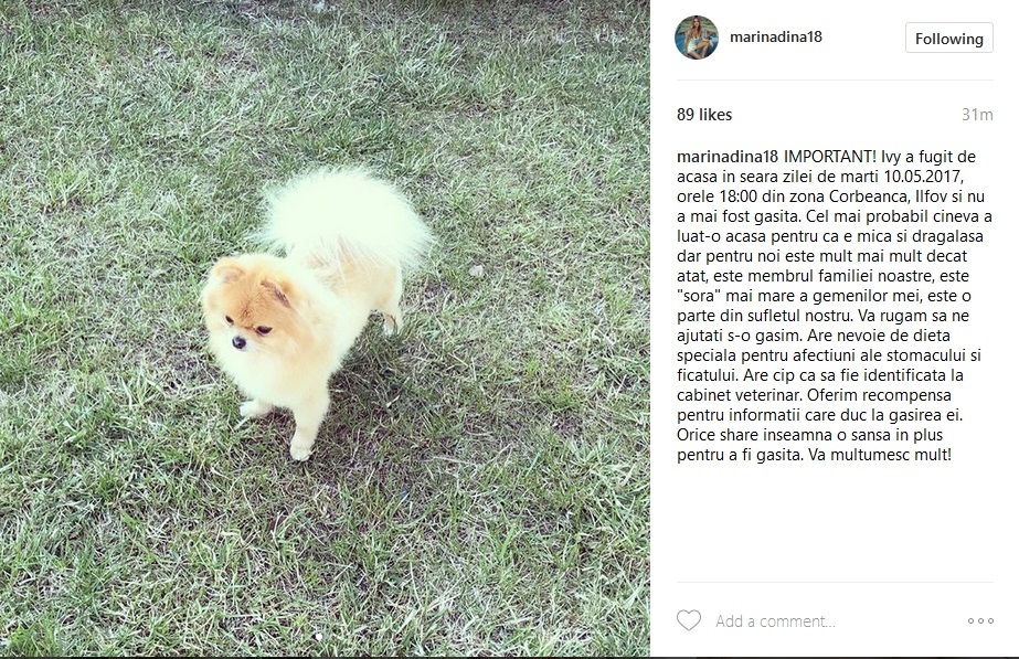 Marina Dina şi-a pierdut căţelul