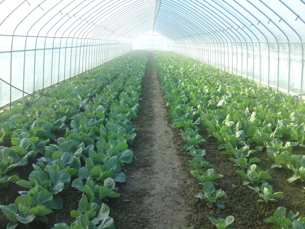 Planul secret al chinezilor vor sa planteze legume pe Marte. Urmeaza