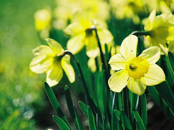 Sărbătoarea Floriilor! Ce semnificaţie are numele tău de floare