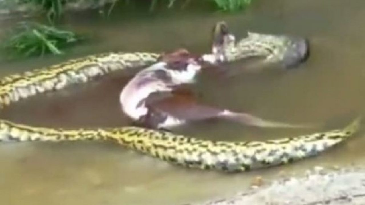 Un Anaconda A Atacat Un Caine Iar Sătenii Au Omorat Cainele