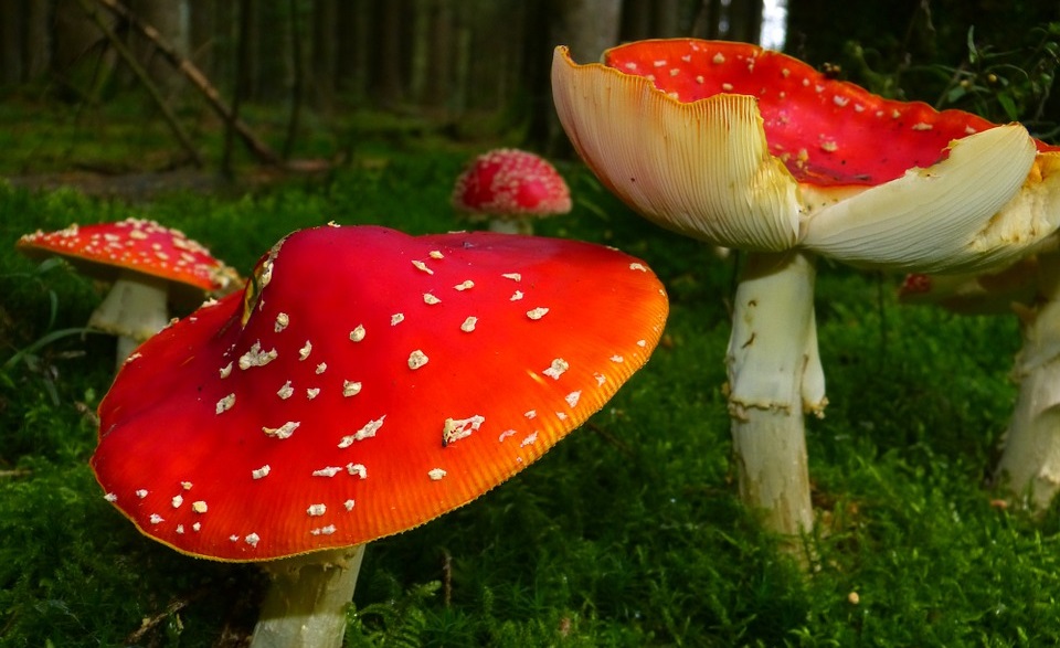 Ciuperci otrăvitoare - Wikipedia