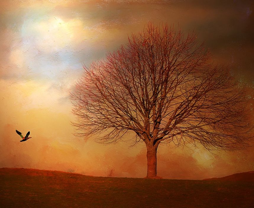 echinocțiul de toamnă 2018 păsări