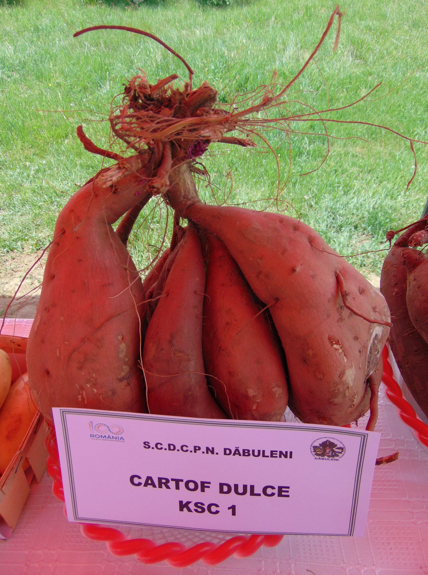Cartofii dulci de la Dăbuleni au ajuns pe mesele austriecilor
