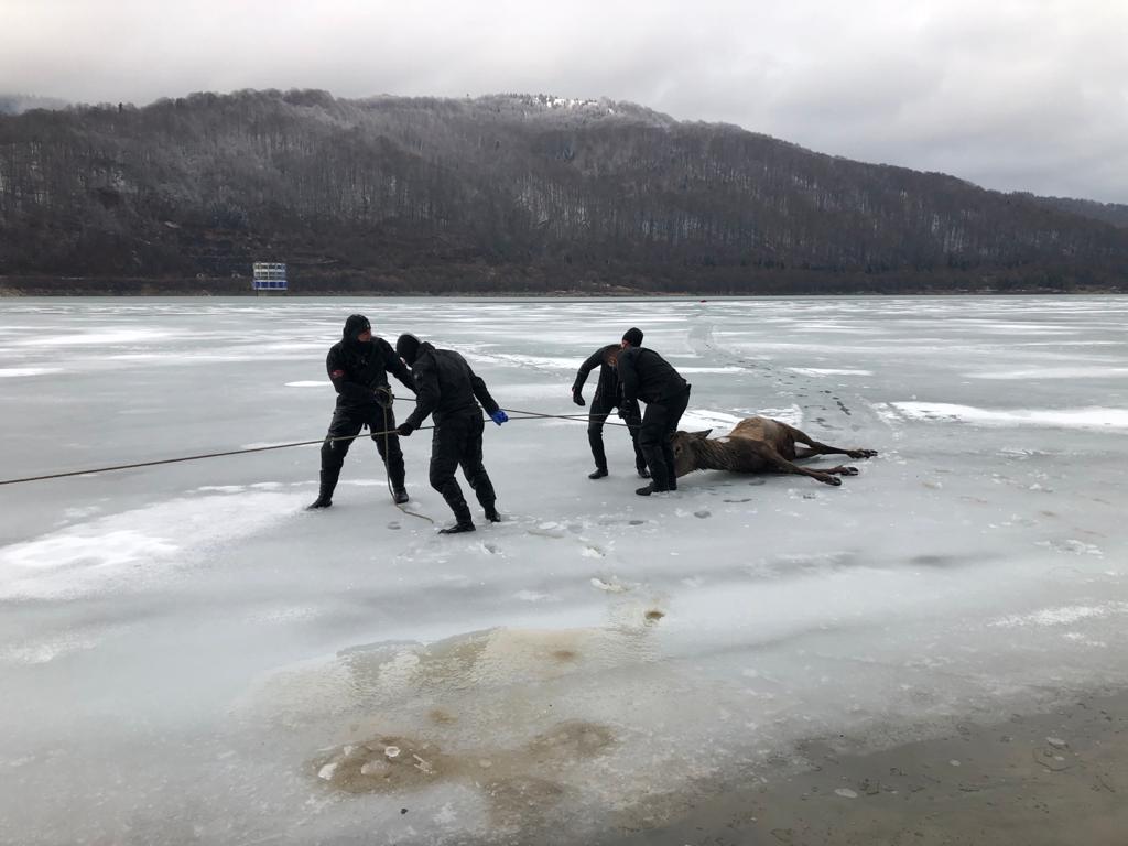Imagini tulburătoare! Pompierii încearcă să salveze un cerb căzut într-un lac înghețat din Brașov! VIDEO