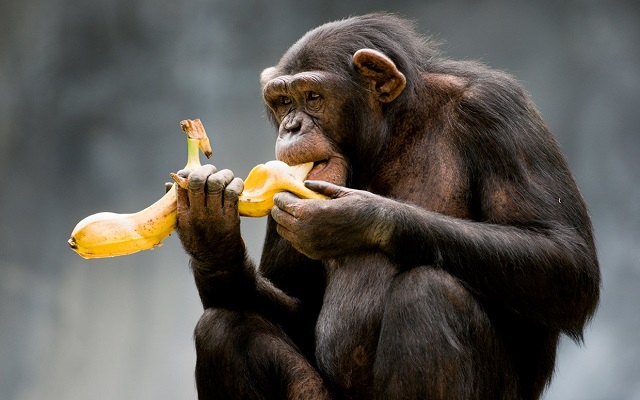 Dacă nici maimuțele nu știu, atunci… Ultima descoperire e gravă! Cum trebuie mâncate bananele