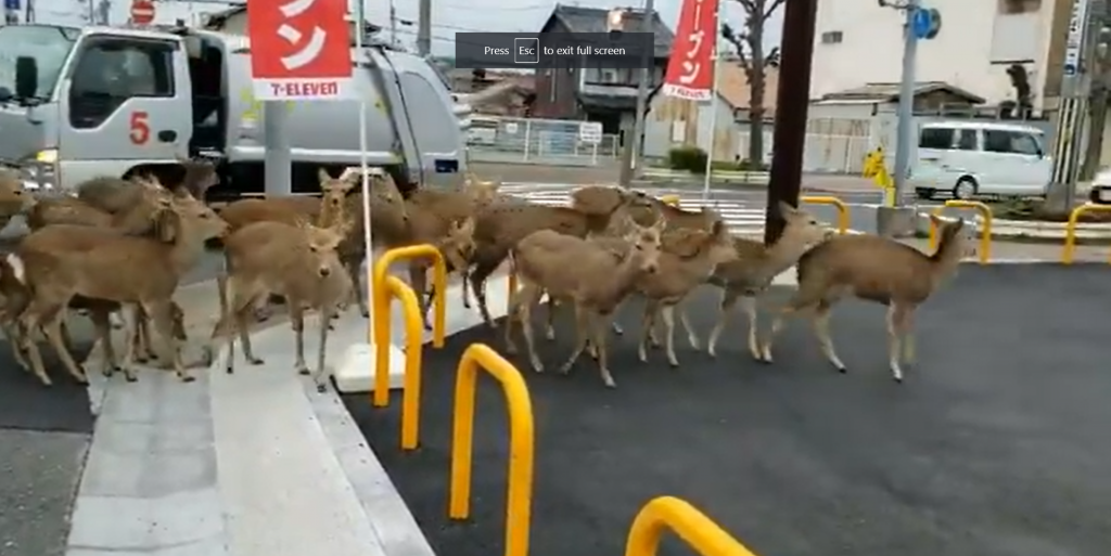 Imagine Stire Consecințele autoizolării. Invazie de animale sălbatice pe străzile goale din marile orașe | 2review.ro