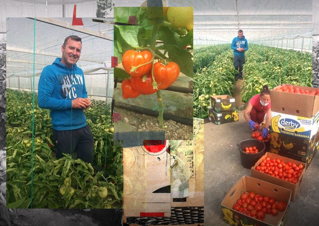 Imagine Stire Oltenii au scos primele roșii românești pe piață. Cât costă un kilogram de „trufandale” | 2review.ro