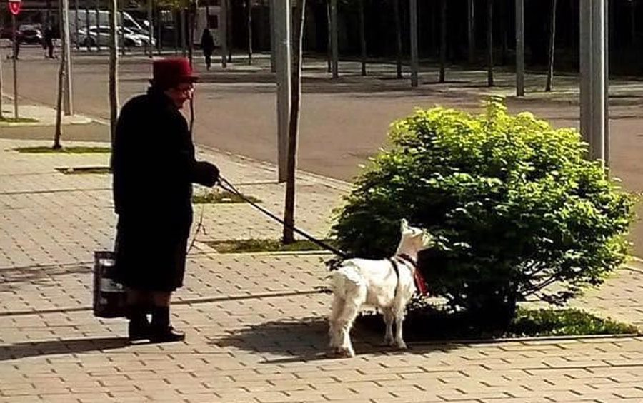 Imagine Stire Un bărbat din Iași a avut parte de o întâlnire-surpriză în timpul stării de urgență: ”Uite o nebună care și-a luat…” | 2review.ro