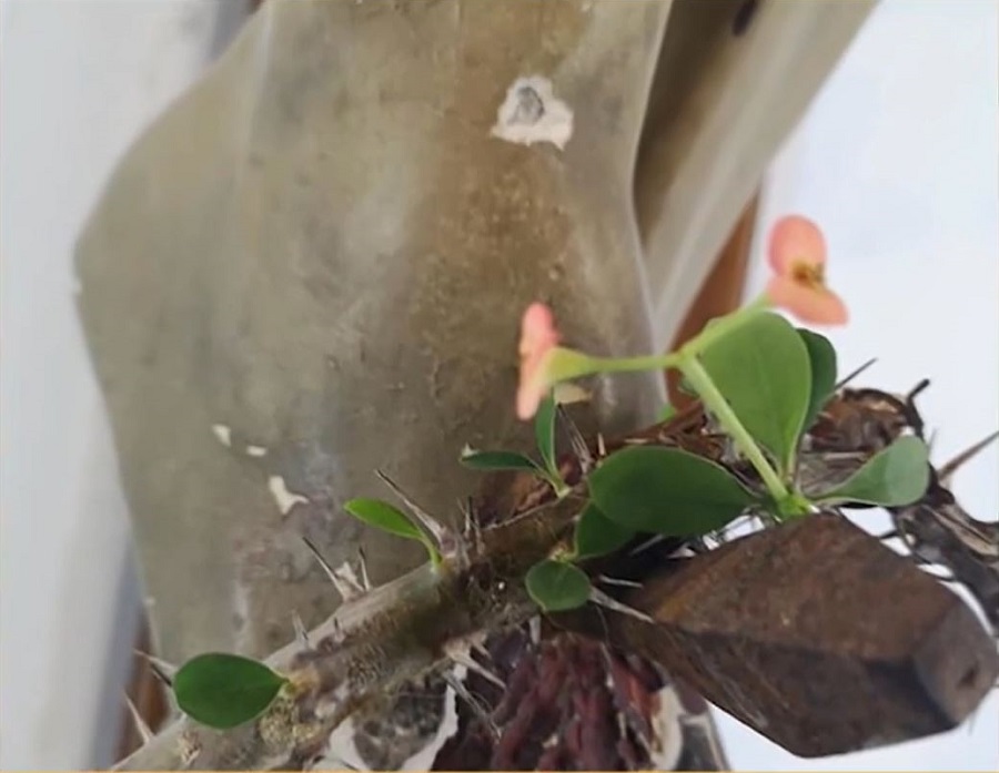 Într-o biserică din orașul Ponza, coroana de spini aflată la picioarele Mântuitorului Iisus Hristos pe un crucifix a înflorit © Antena 3