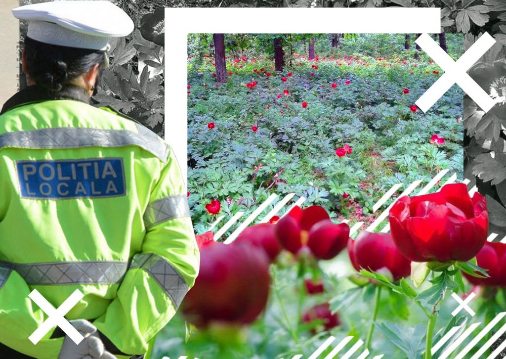 Imagine Stire Au înflorit “bujorii de 12.000 de lei bucata“ de la Plenița. Sărbătoarea lor a fost însă anulată din cauza pandemiei | 2review.ro