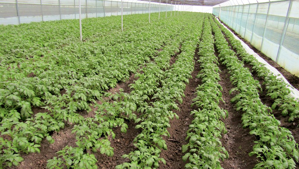 Imagine Stire Ce alimente s-au scumpit în România, în aprilie, în plină pandemie de COVID-19. Prețul cartofilor a explodat | 2review.ro