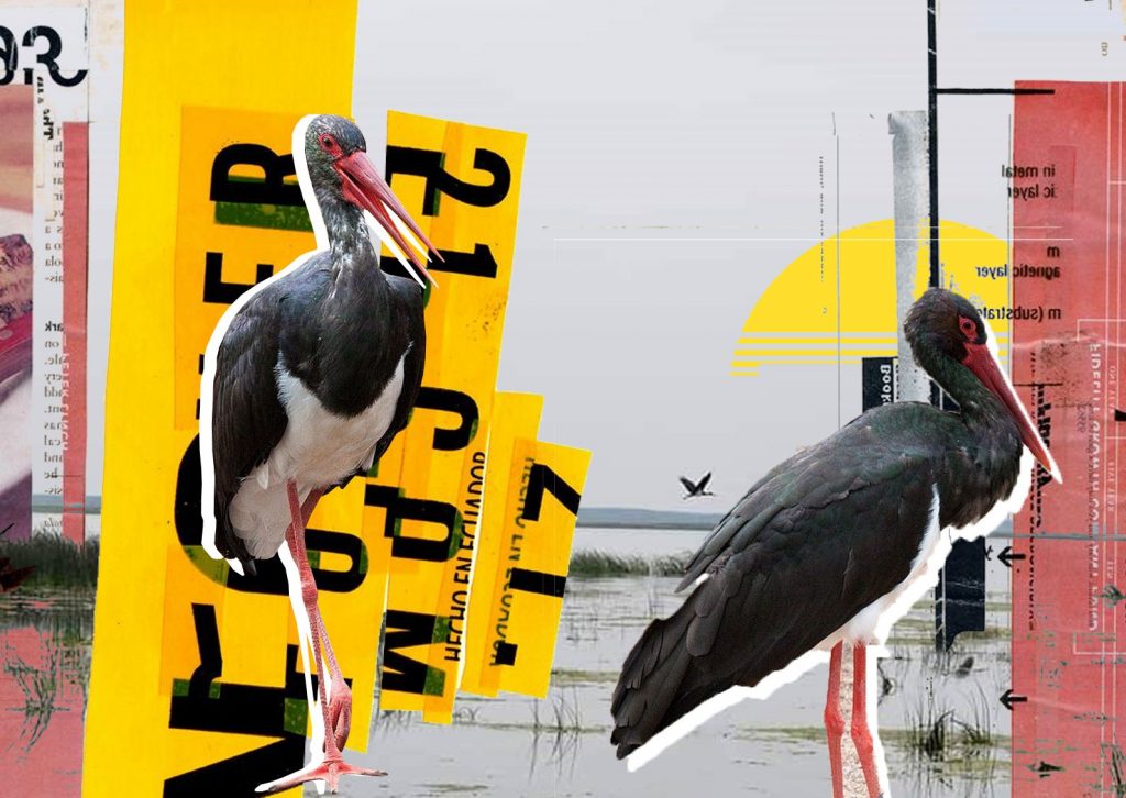 Imagine Stire Comoara de pe lacul Bistreț. Au reapărut berzele negre, o specie rar întâlnită în România | 2review.ro