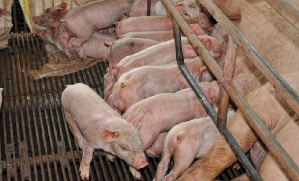Focar de pestă porcină în Mehedinţi! 4.000 de porci vor fi ucişi