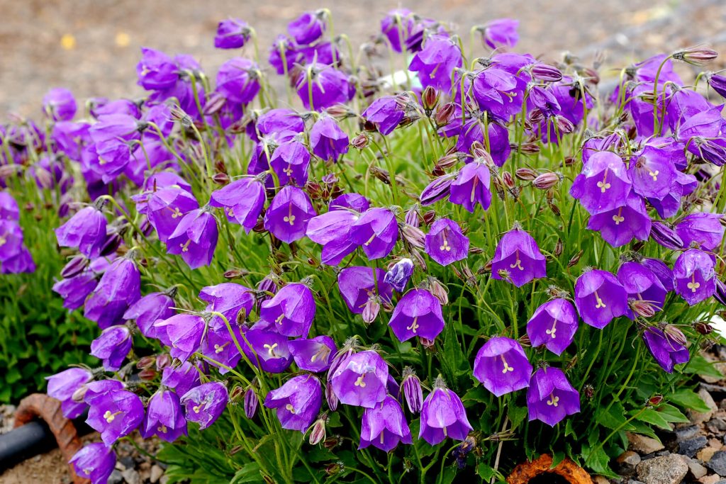 Imagine Stire Campanula, cea mai specială floare. Cum se îngrijeşte planta care arată ca un clopoţel | 2review.ro