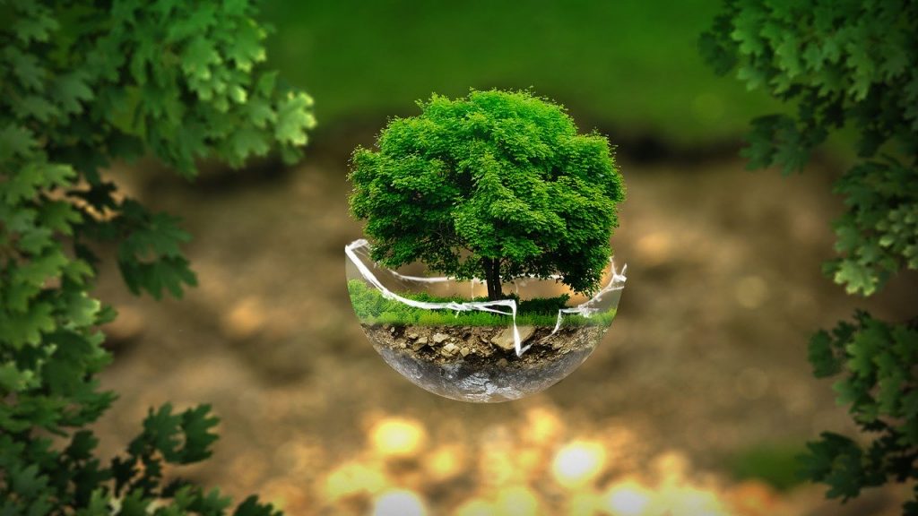 Imagine Stire Horoscopul arborilor. Ce personalitate ai în funcție de copacul care te reprezintă | 2review.ro