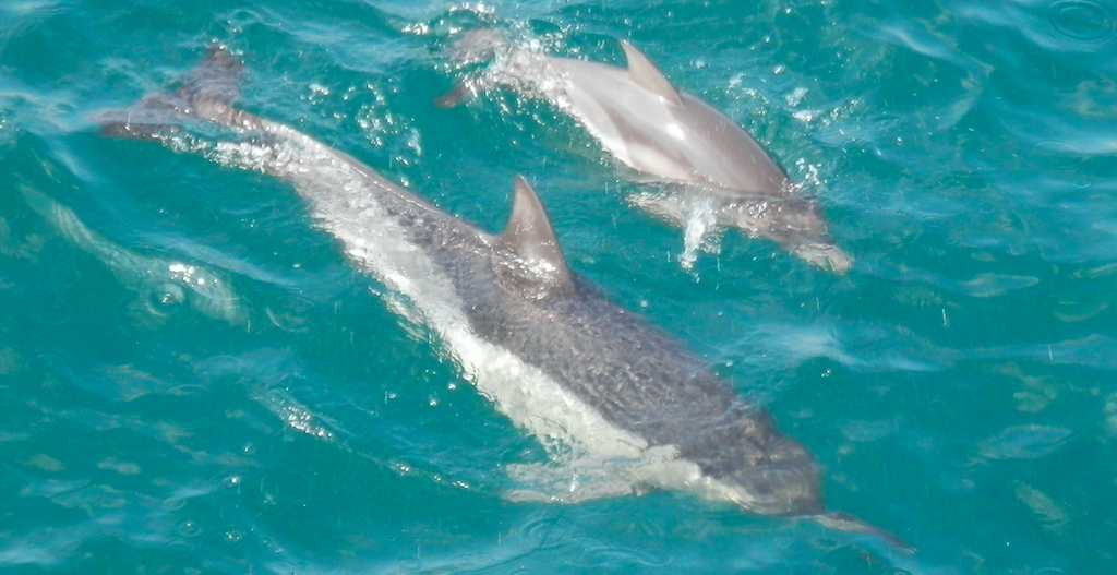 Delfini prietenoși filmați în Marea Neagră! Au înotat în apropiere de oameni