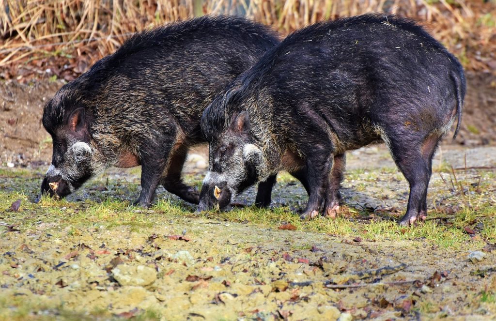 Imagine Stire Focar de pestă porcină în România! Ce măsuri s-au luat | 2review.ro