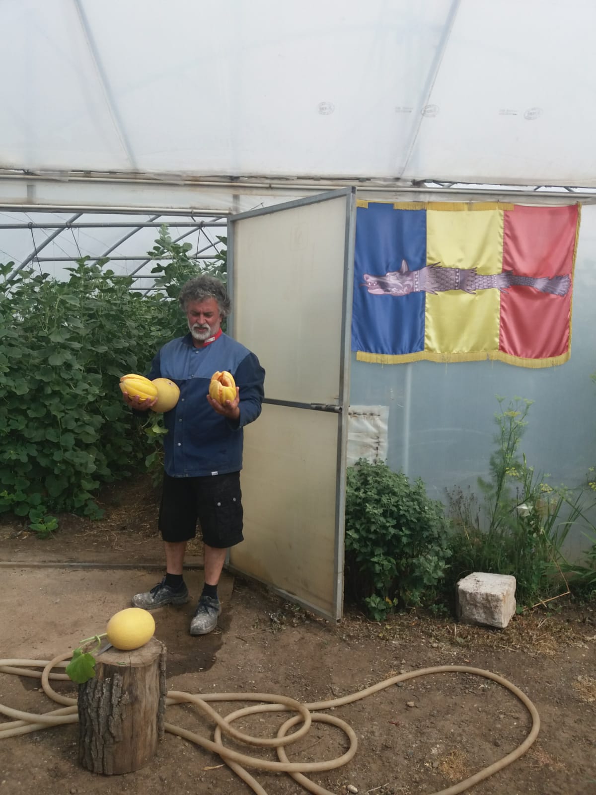 Marian Baronescu se mândrește cu pepenii săi cultivați vertical