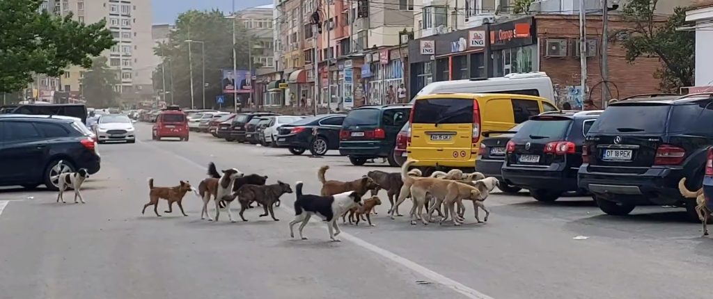 Sute de câini vagabonzi bântuie pe străzile din Caracal, oamenii sunt disperați
