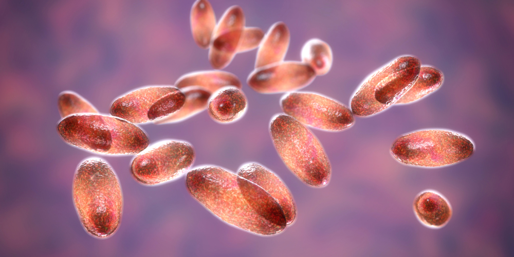 Imagine Stire Anchetă epidemiologică în SUA, după ce o persoană a fost diagnosticată cu ciumă  | 2review.ro
